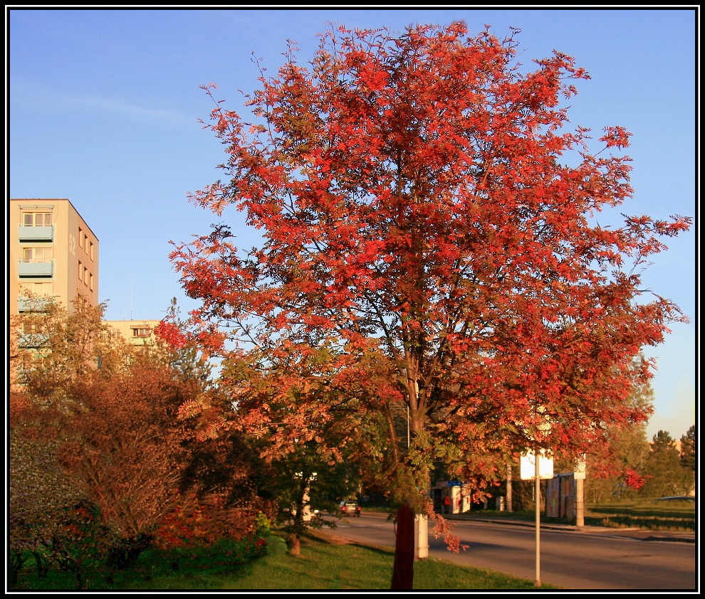 Barevný strom podzimní