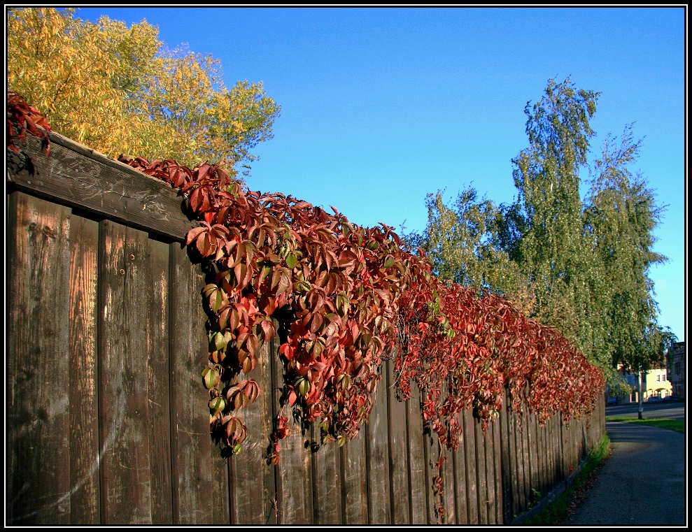Na podzim se plot vybarví