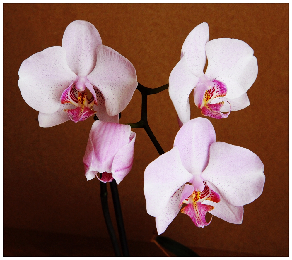 Orchidea domácí
