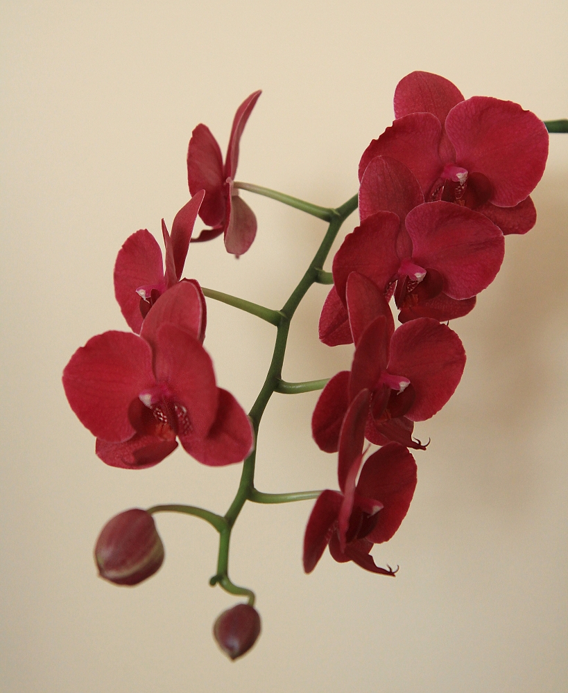 Pokojová orchidea