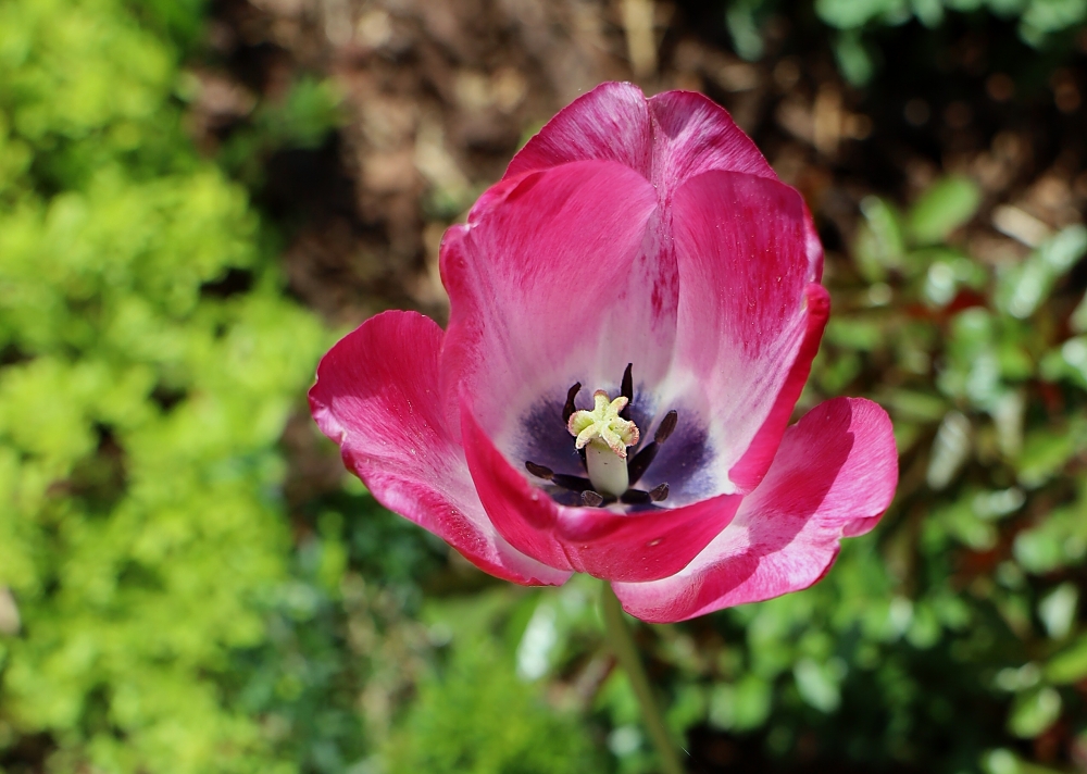 Ani hlava tulipánů není nikdy zcela prázdná