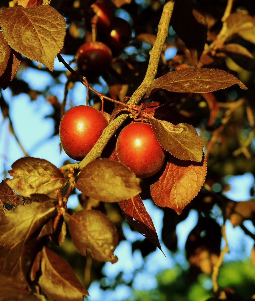 Slivoň myrobalán "Nigra"