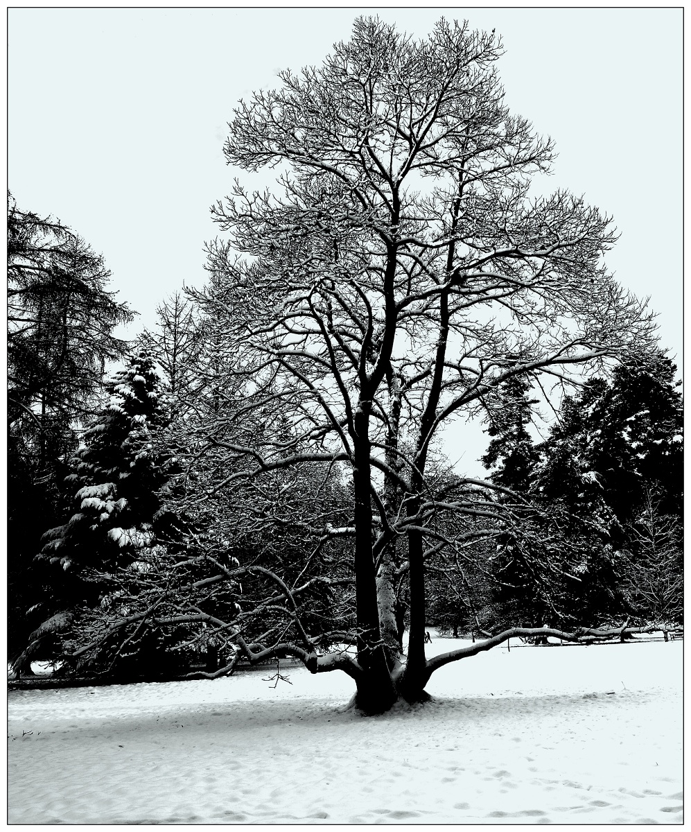 Zimní strom