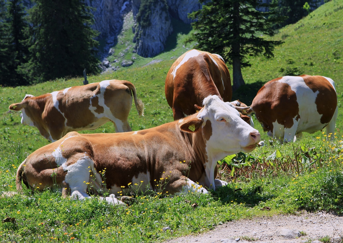Alpské krávy