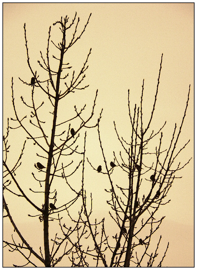 Vrabci v zimě