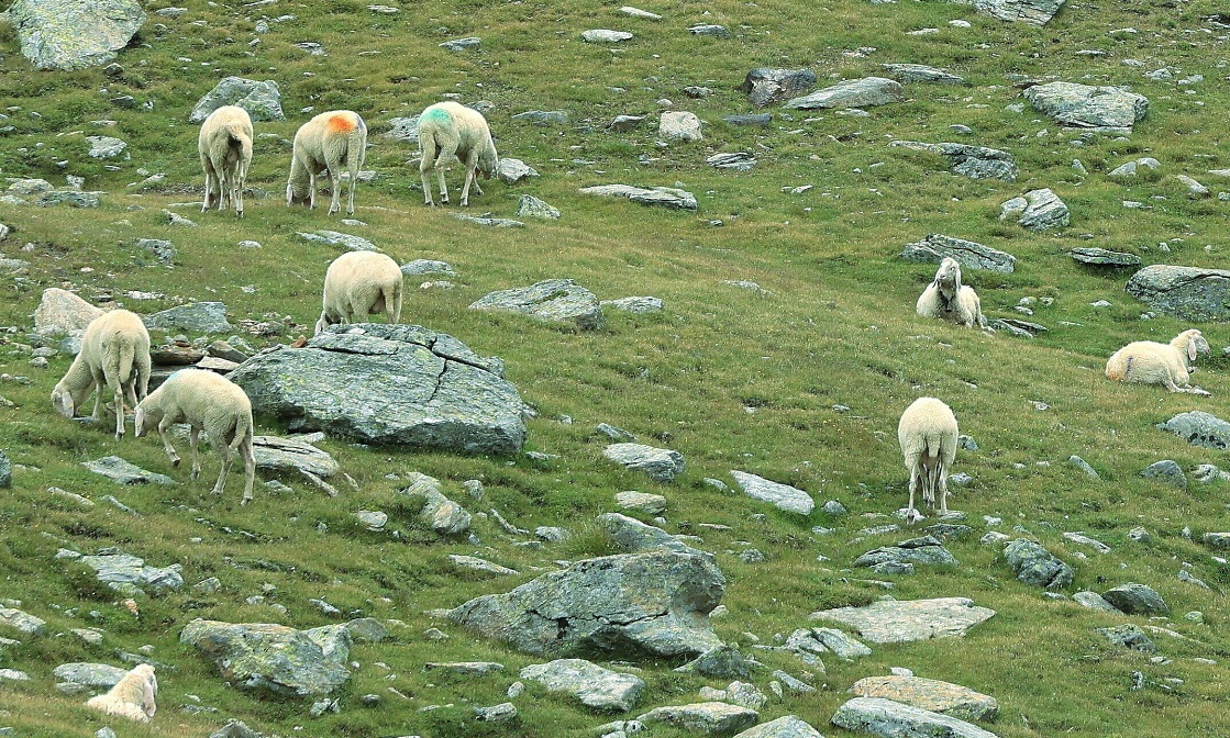 Alpské ovce - značené
