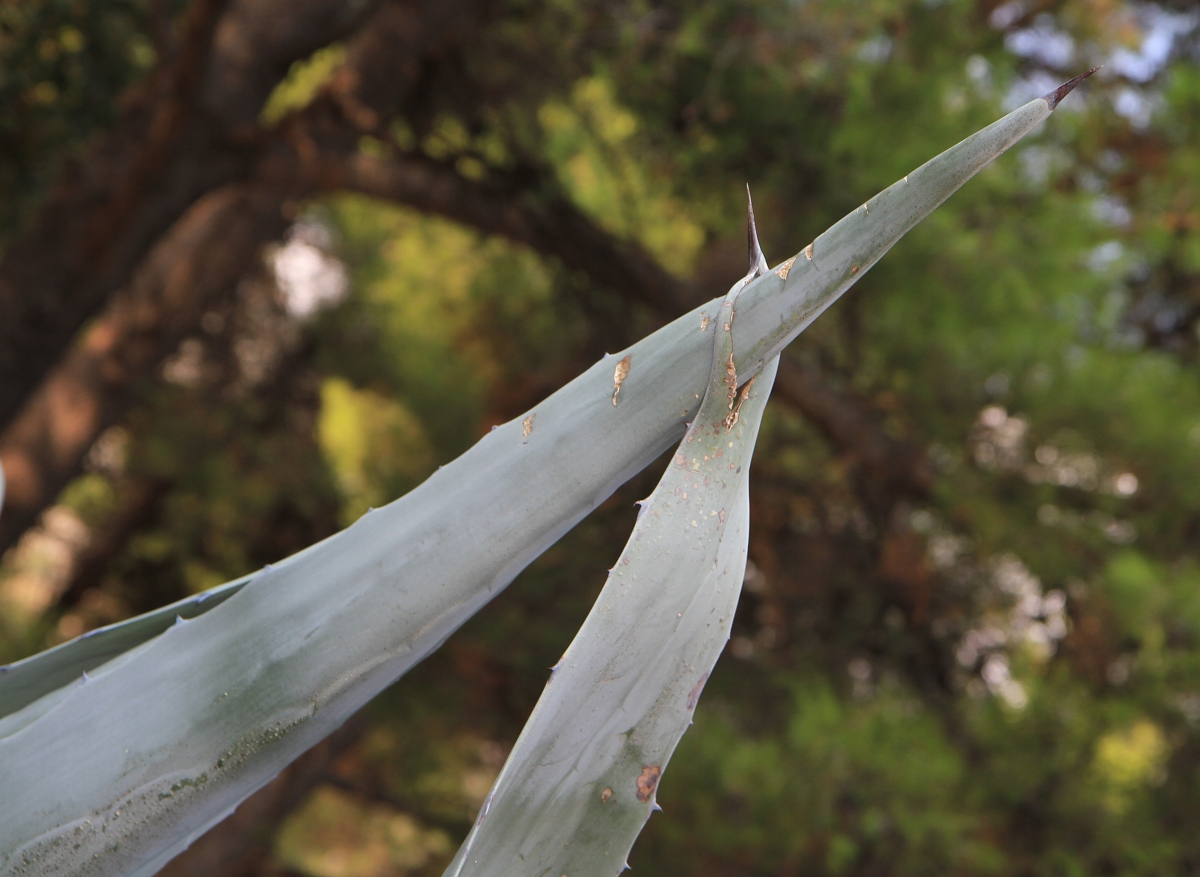 Sama sebou proklátá 