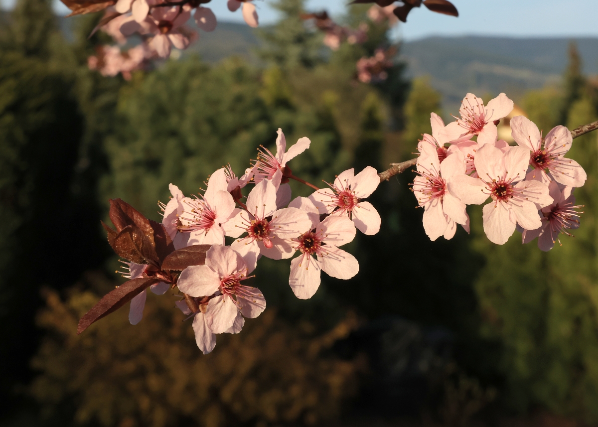 Slivoň tentokrát vykvetla o měsíc dříve