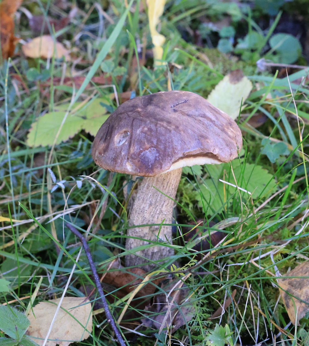 A do rána byl mráz