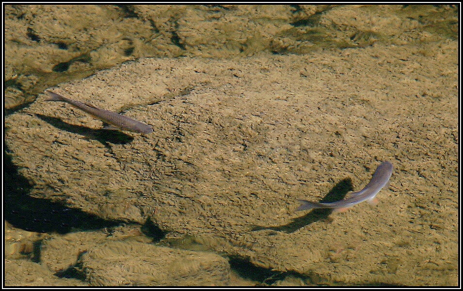Ryby in natura