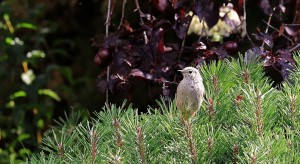img_2079pl.jpg