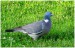 Šilhavý holub hřivnáč