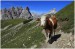 Kráva na úzké horské cestě