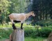 Koza na špalku