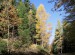 Cesta podzimním lesem